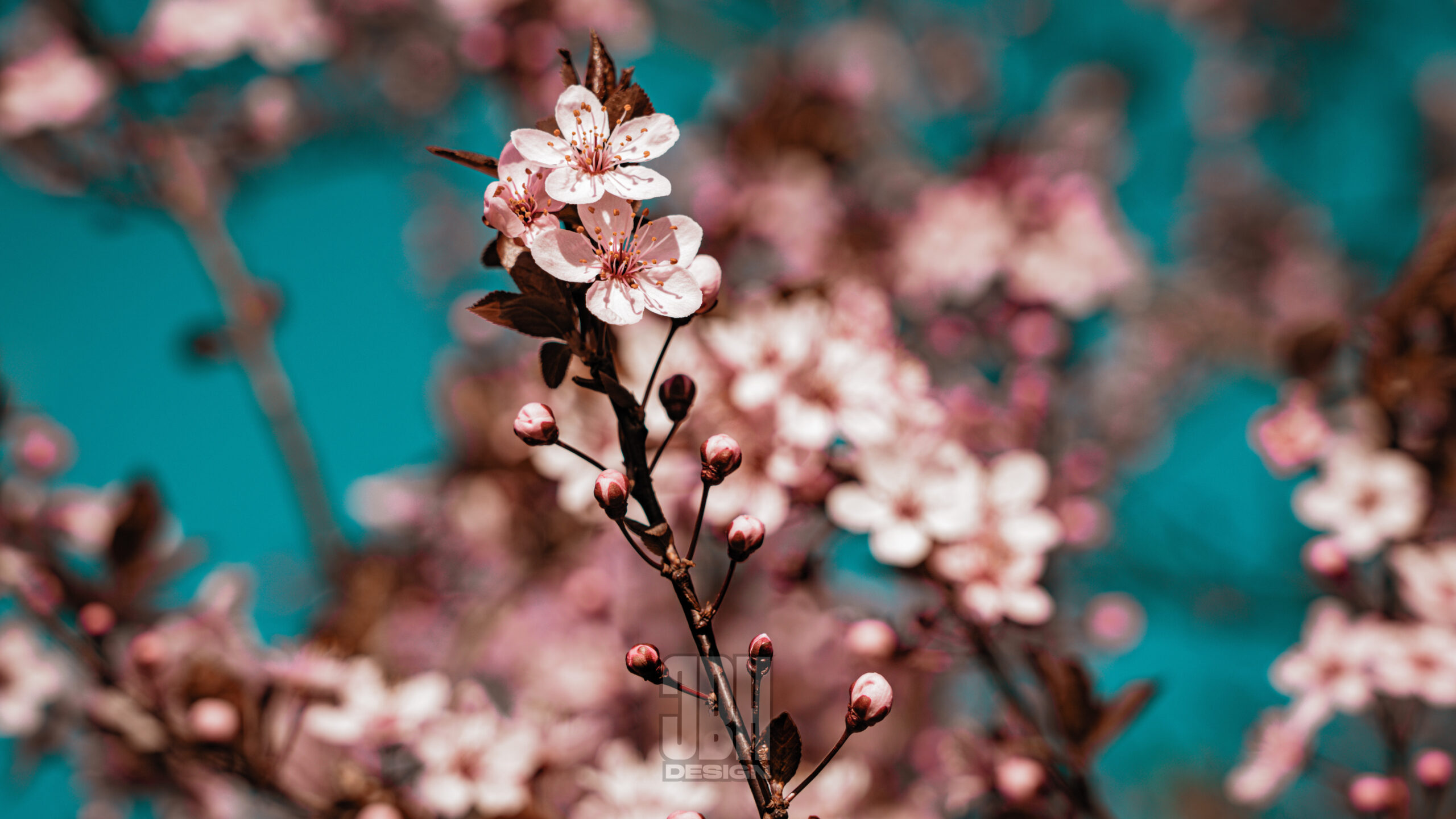 JBHDesign011